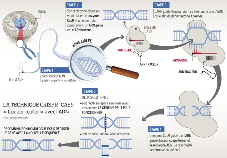 Manipulations génétiques humaines : avantages et inconvénients